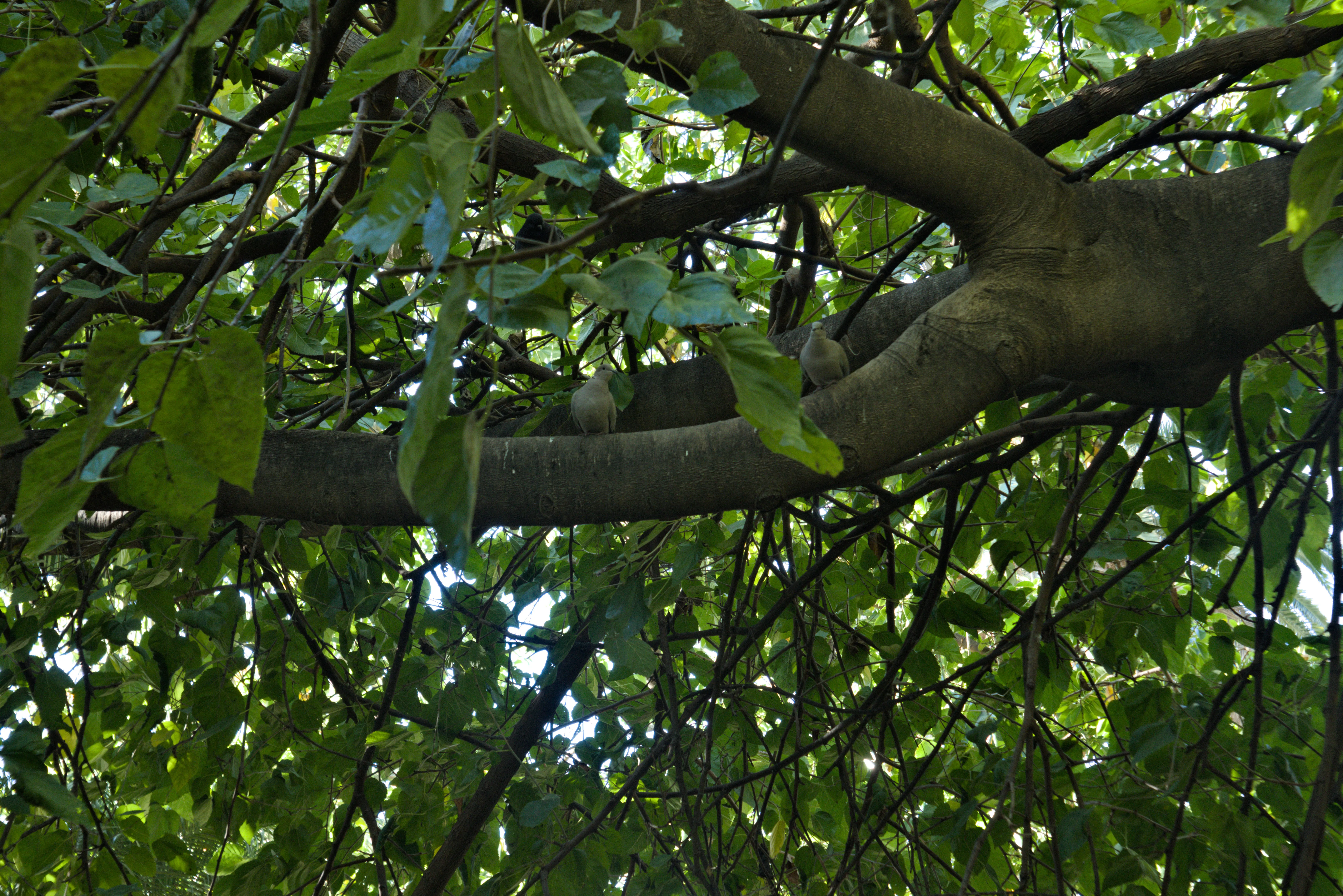 Industar-50-2 50mm f3.5 (M42) - _I4A2573.webp